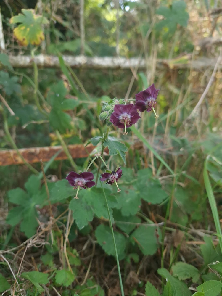 Image uploaded by Pavle Pešić