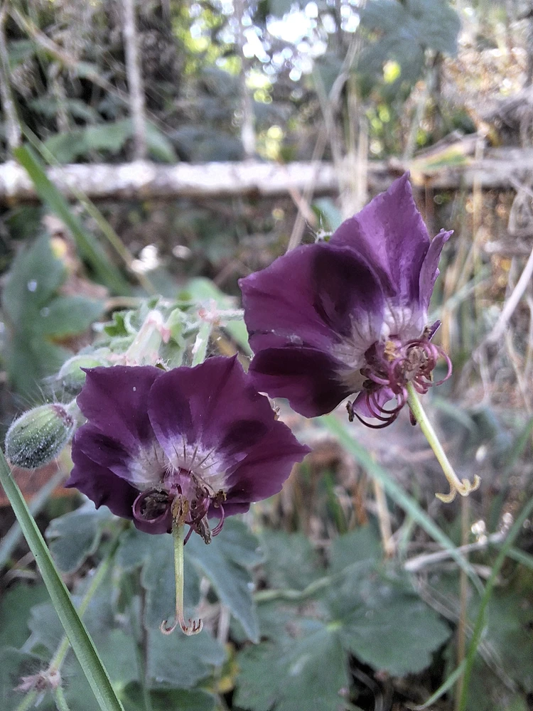 Image uploaded by Pavle Pešić