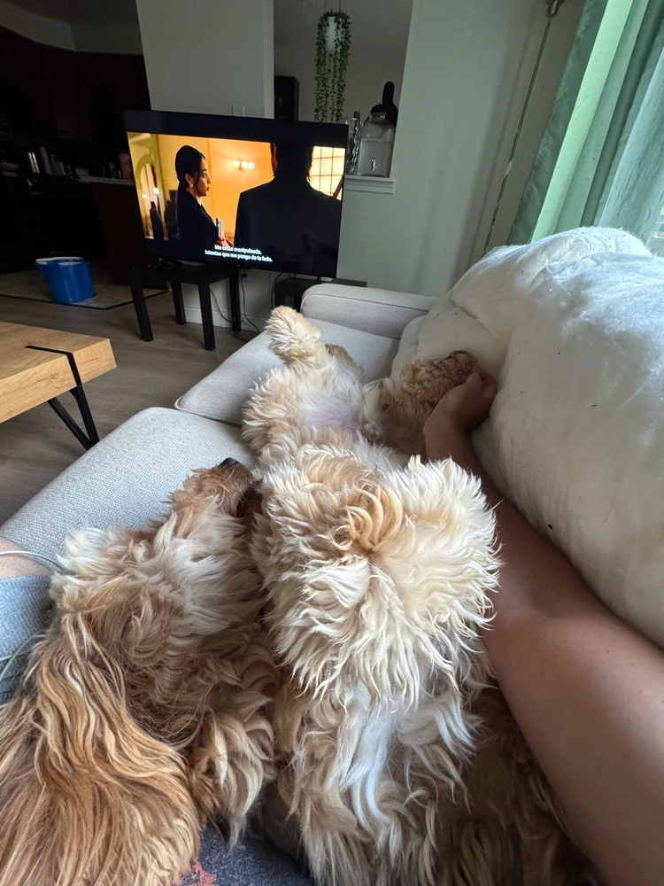 GIF eropgeluede vum Jake James