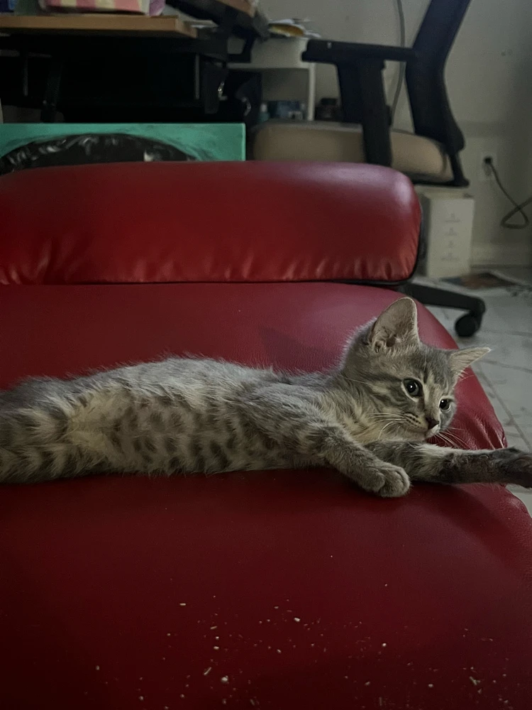 GIF-tiedoston lisäsi Emad
