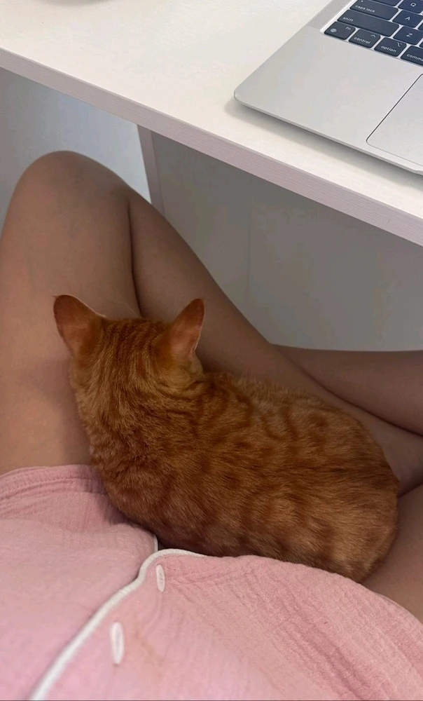 GIF آپلود شده توسط Yessa 🐱🍓