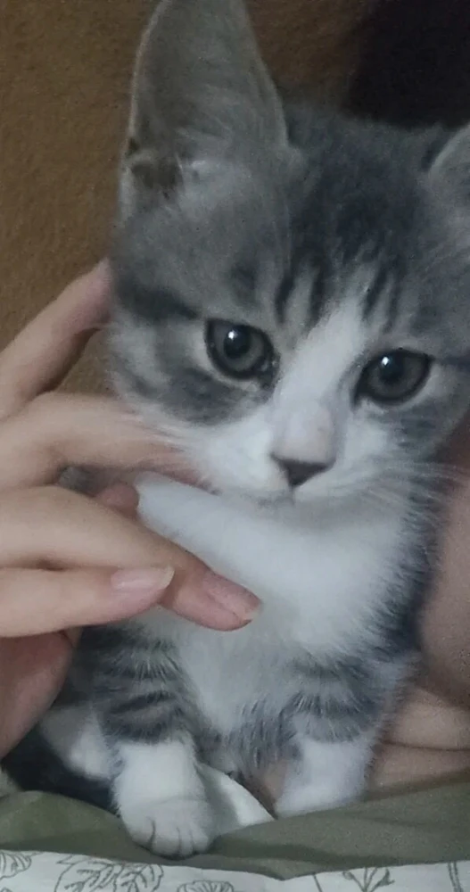 GIF eropgeluede vum Alice