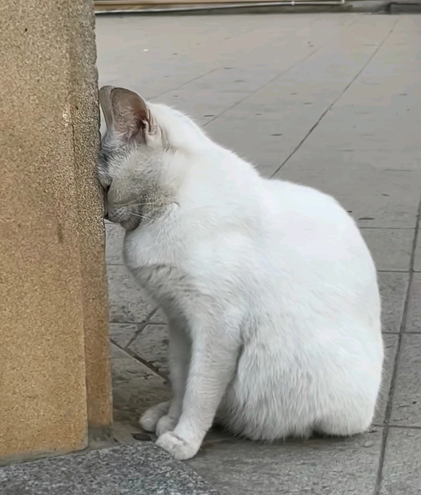 GIF učitao/la Robert