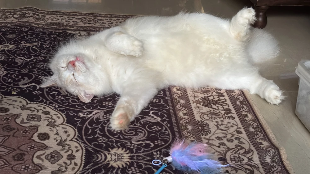 GIF uploaded by Ika