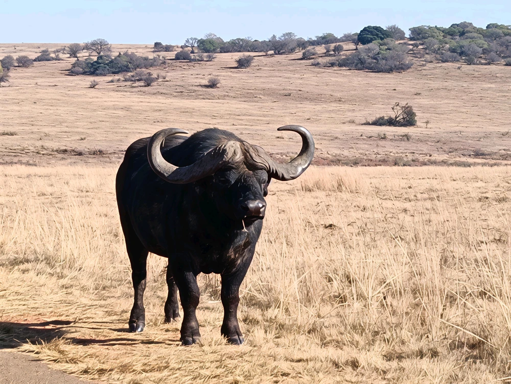 Buffalo 