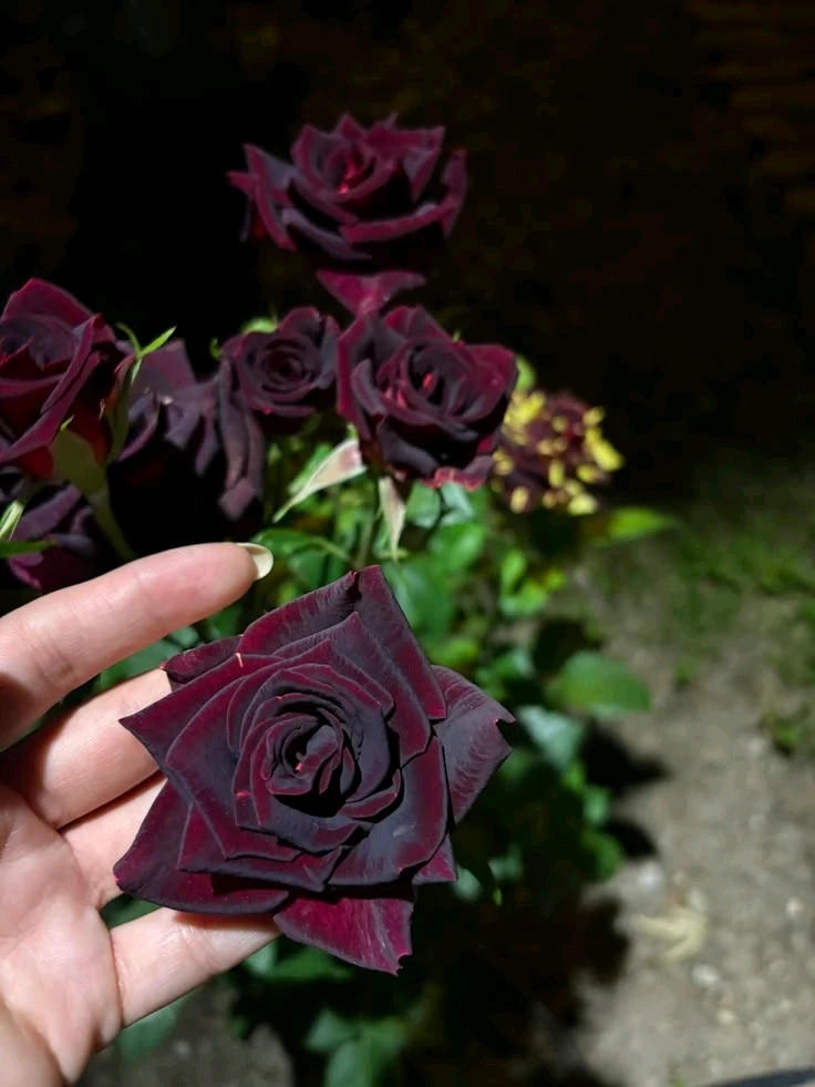GIF uploaded by Vσιԃ