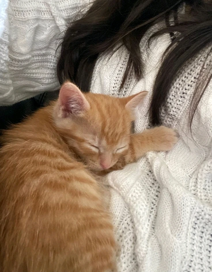 GIF pujat per Yessa 🐱🍓