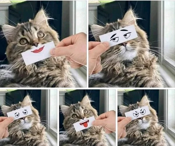 GIF dimuat naik oleh Dana