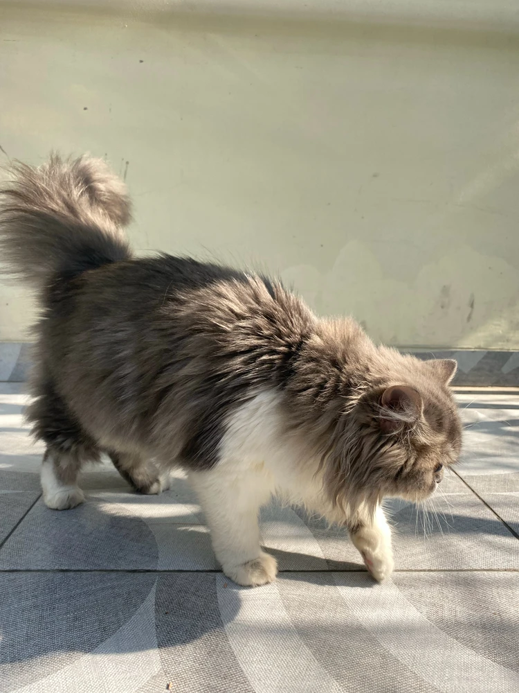 Image uploaded by J