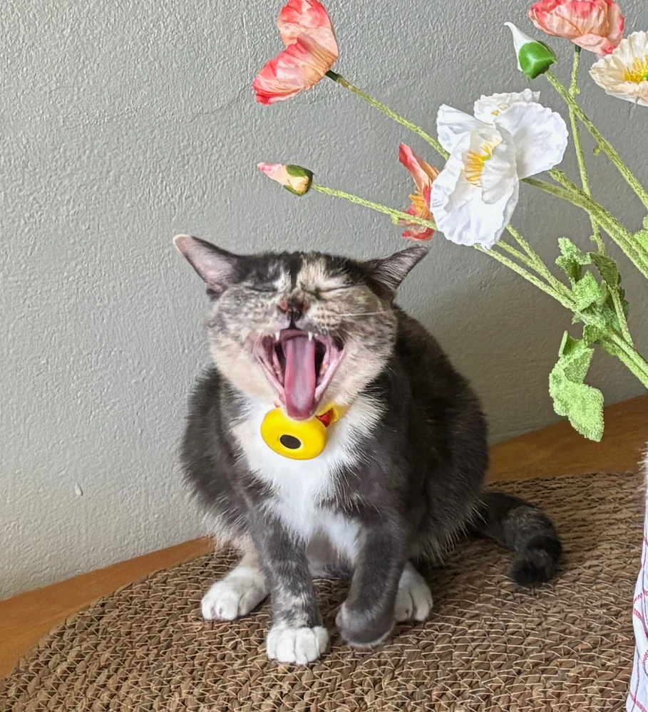 GIF uploaded by Patβ‘
