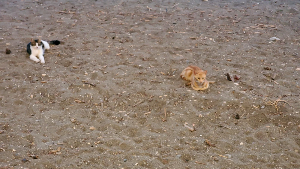 GIF uploaded by Berk