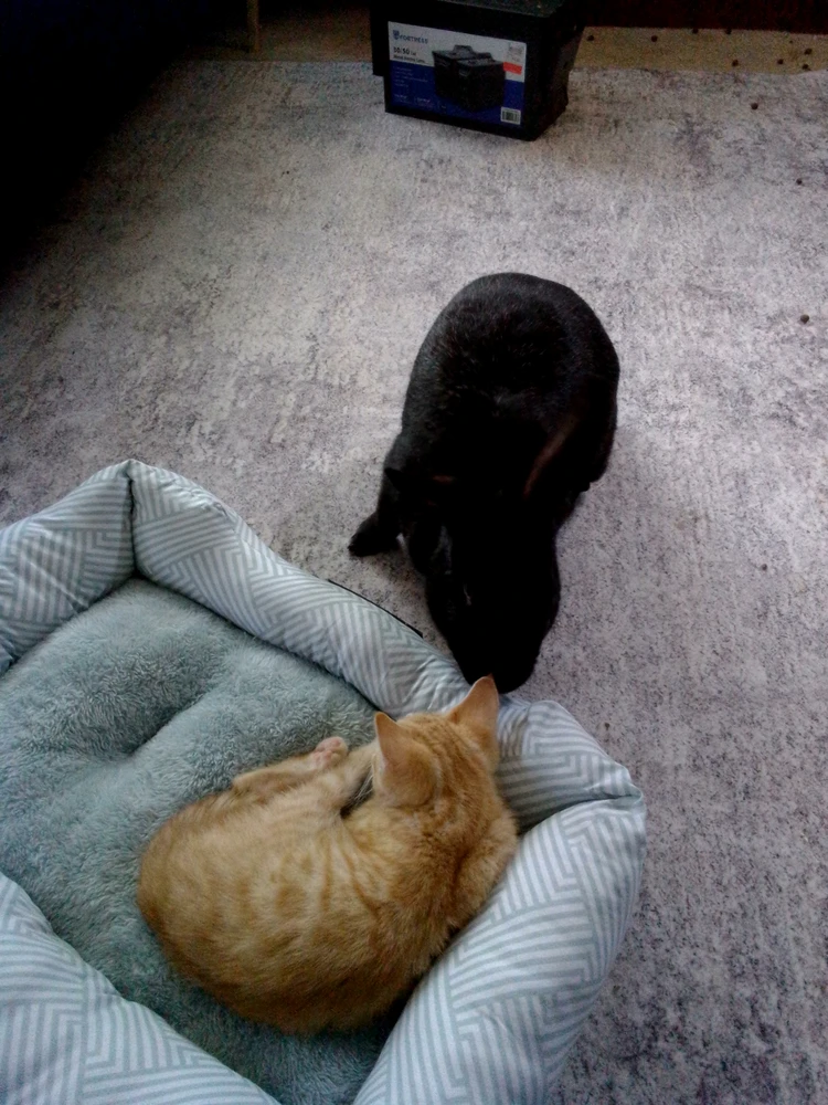 GIF uploaded by Alice