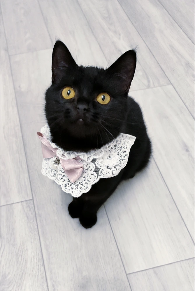 GIF uploaded by Svitlana