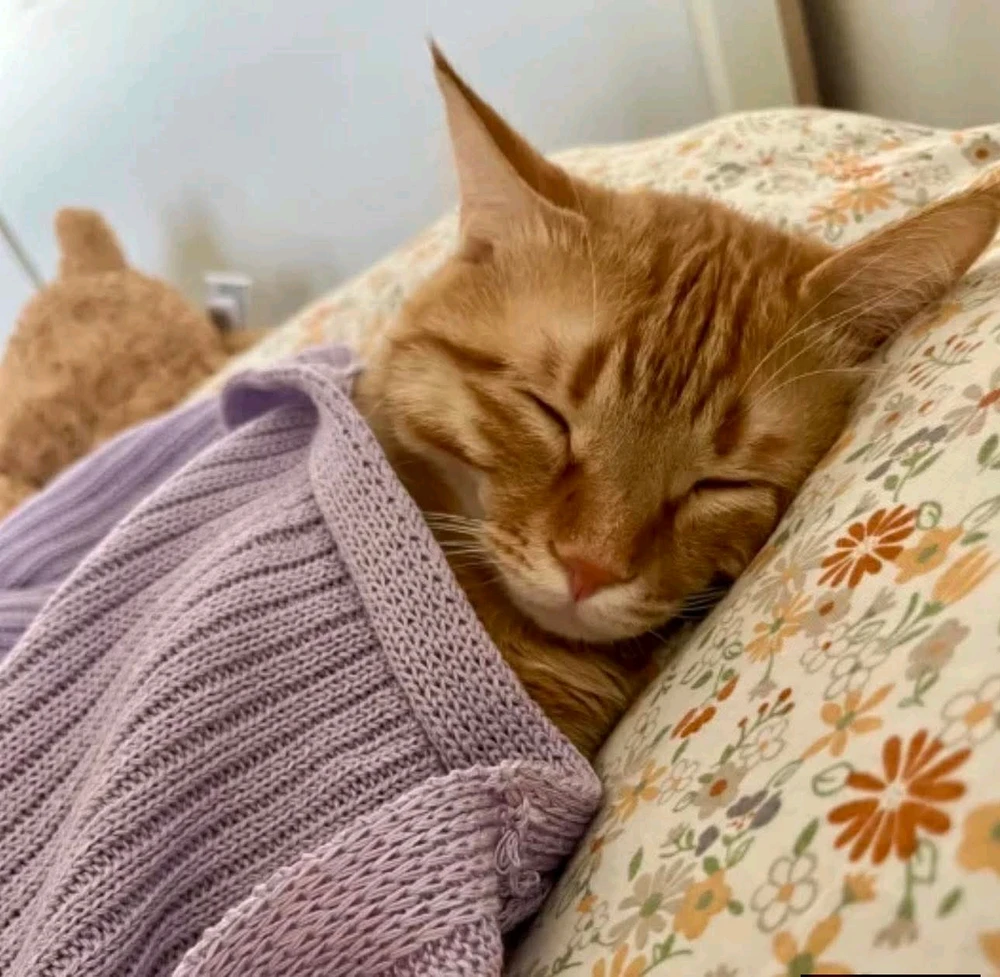 GIF uploaded by Sissy Kitty