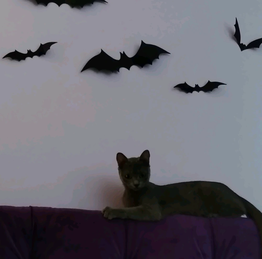 GIF อัปโหลดโดย Kitty