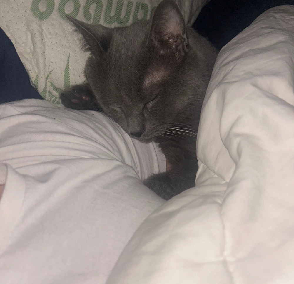 GIF ארויפגעלאדן דורך William