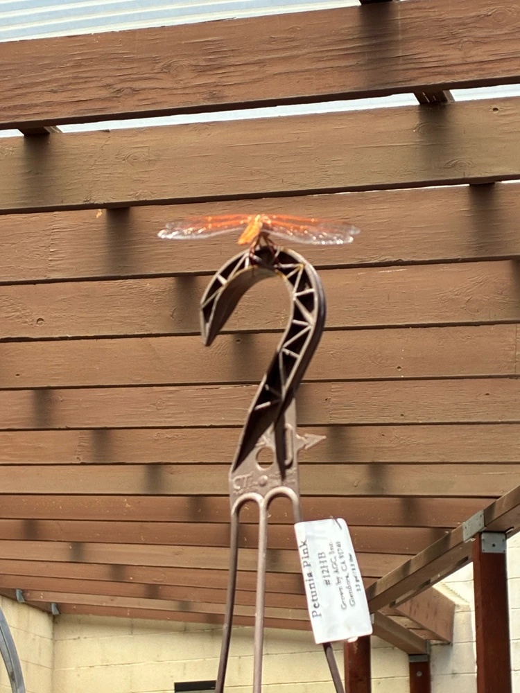 Creature of the day! Dragonfly!!!