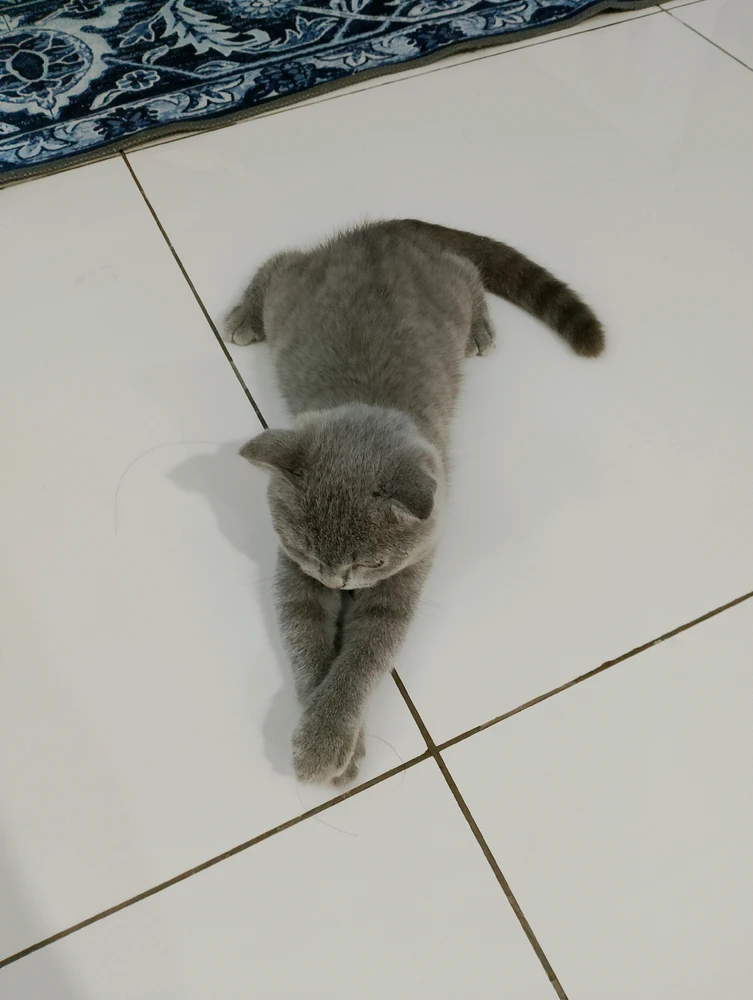 GIF uploaded by Samantha