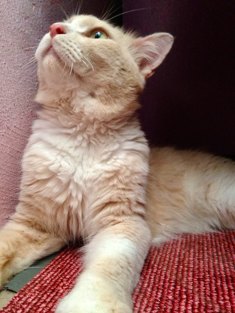 GIF uploaded by Mademoiselle Amy