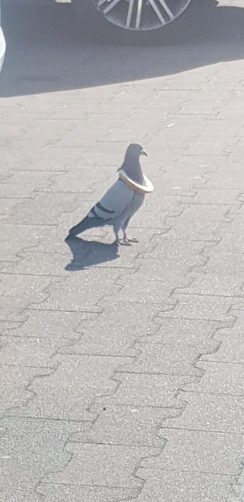 Image uploaded by Piotr
