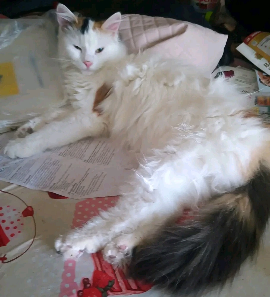 GIF uploaded by Storm