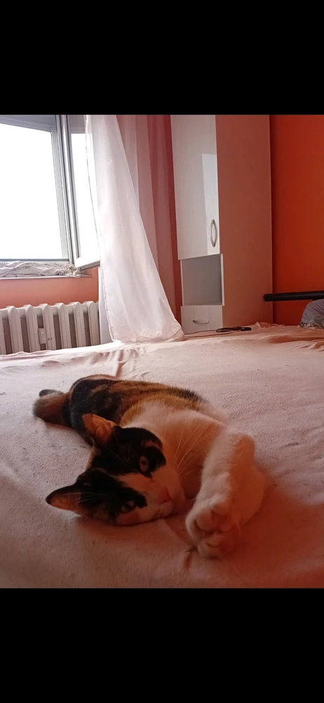GIF uploaded by Korin