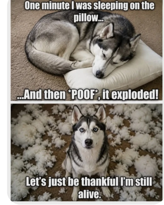 GIF uploaded by Bishop