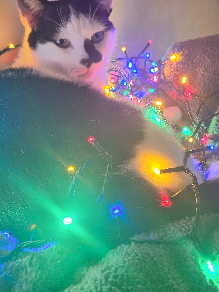 GIF อัปโหลดโดย Daniel