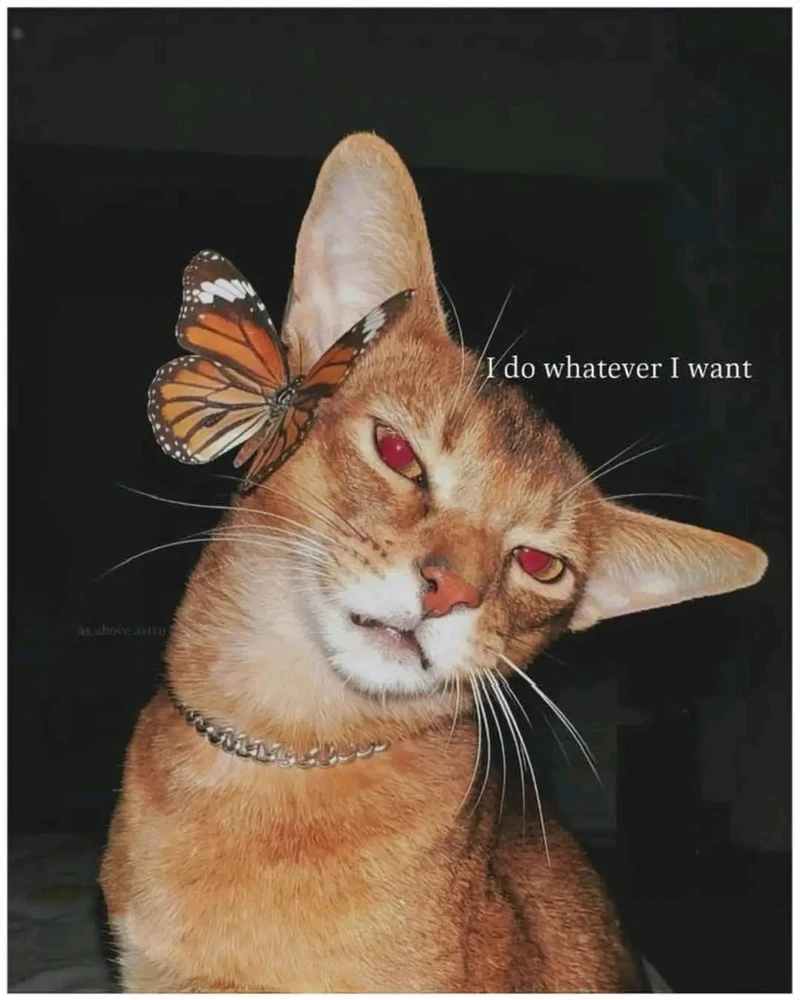 GIF caricata da ❤ Sophia aka Mango Mami ❤️