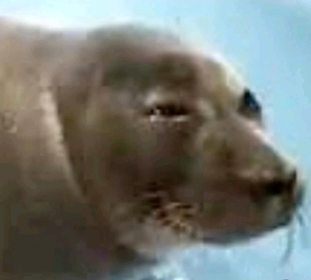 GIF uploaded by Jesse T Brown
