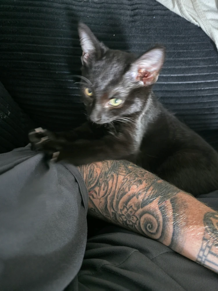 GIF naložil Matt w/ the Beard