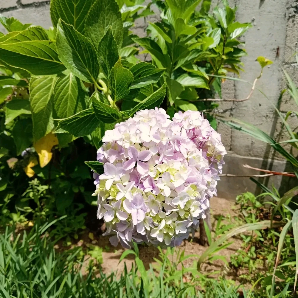 Image uploaded by Fernando