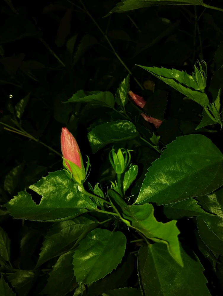 Refi അപ്‌ലോഡ് ചെയ്ത ചിത്രം