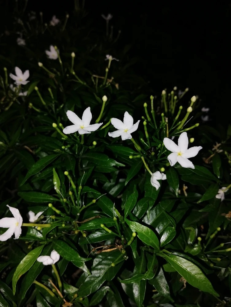 Refi അപ്‌ലോഡ് ചെയ്ത ചിത്രം