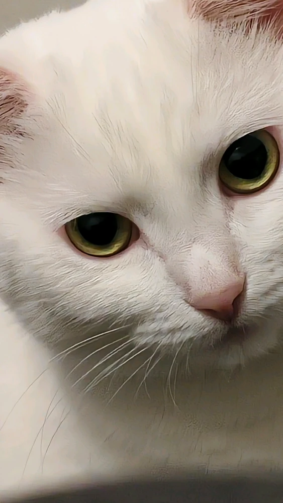 Maxim上传的GIF