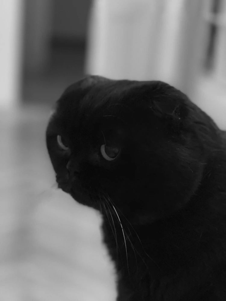 Image uploaded by Maksym