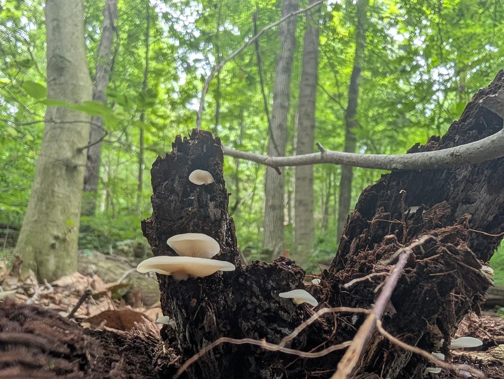 Duab xa los ntawm Joshua