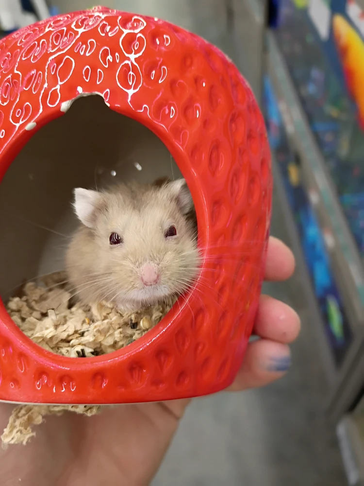GIF uploaded by Goose