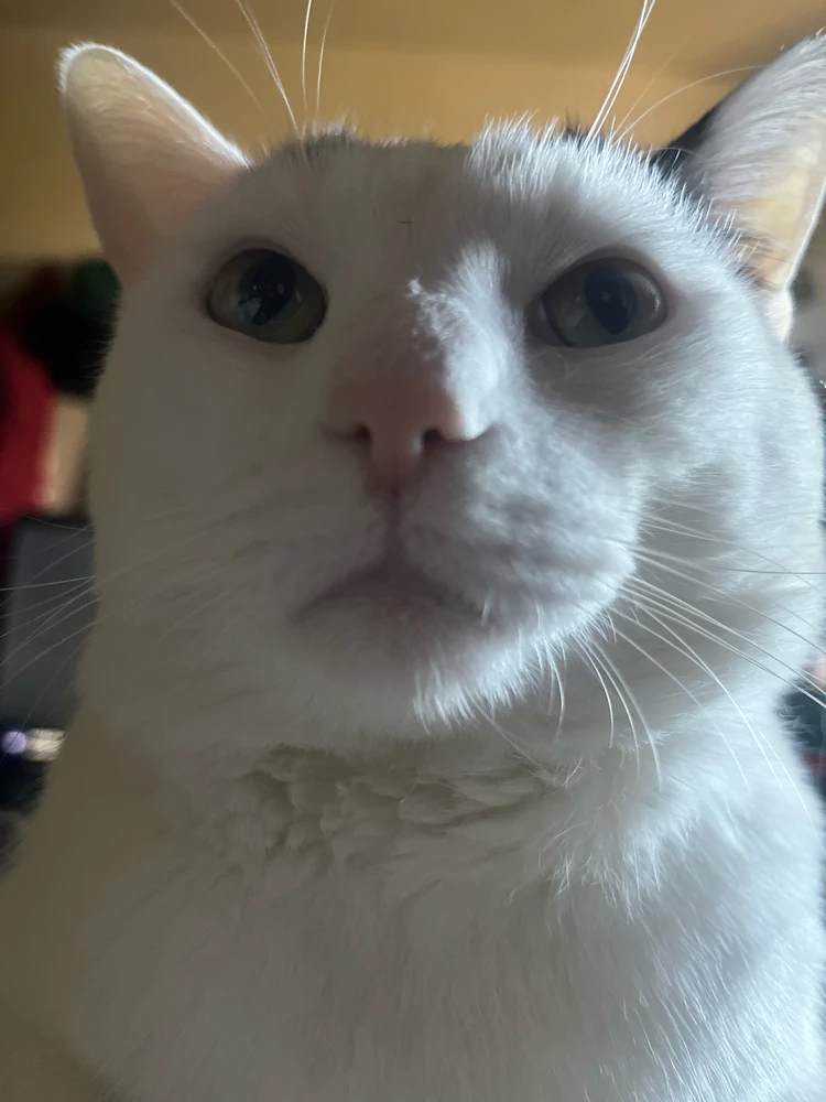 Luisがアップロードした画像