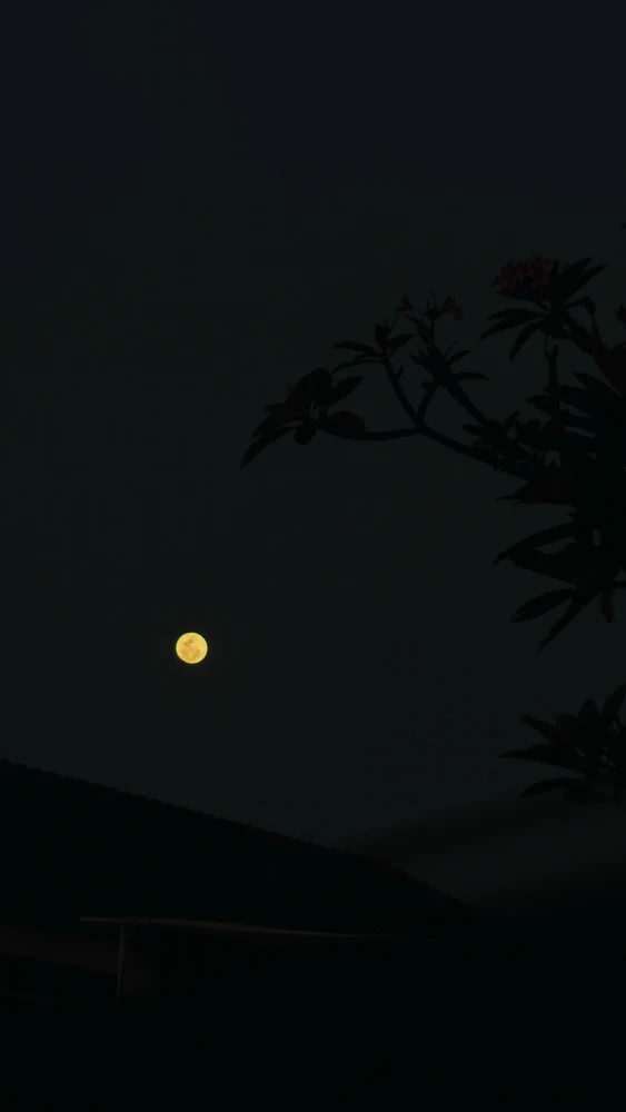Mei দ্বাৰা আপলোড কৰা GIF