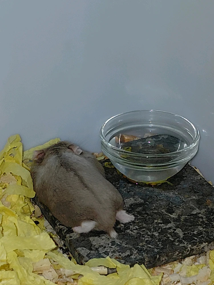 GIF uploaded by Athali Aina