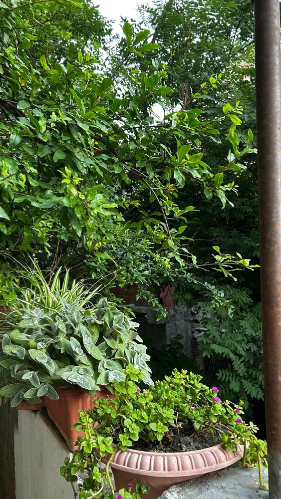 Image uploaded by Aya