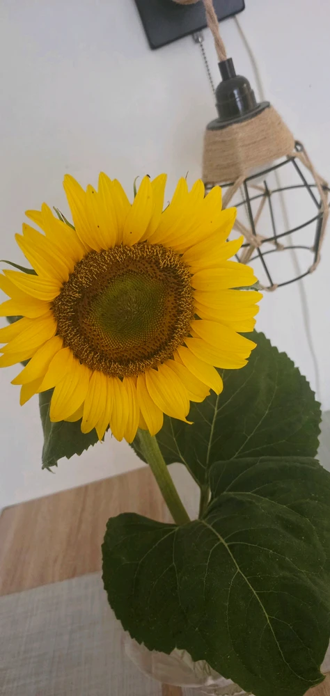 GIF uploaded by Sabina