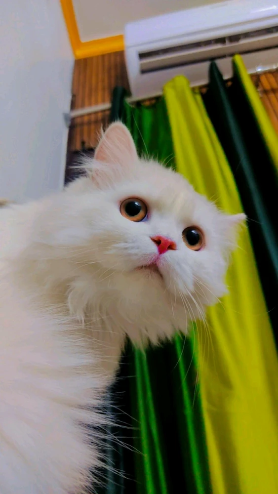 GIF eropgeluede vum Sameer