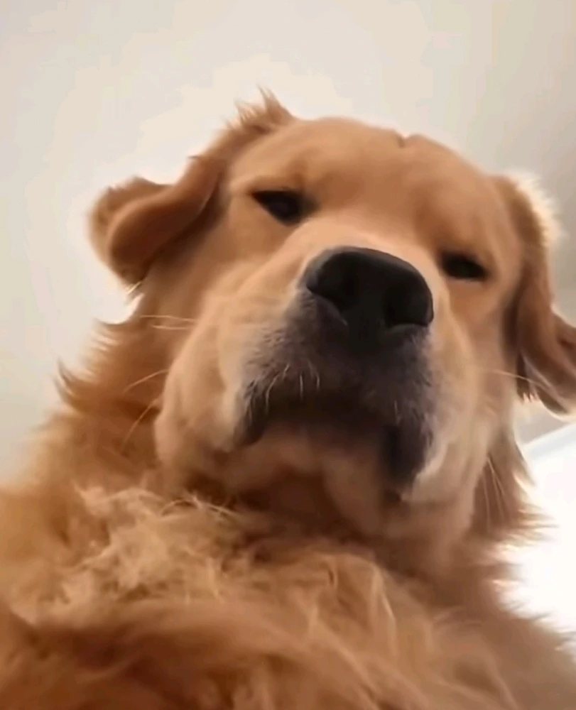 GIF tí Aradhya gbé sókè