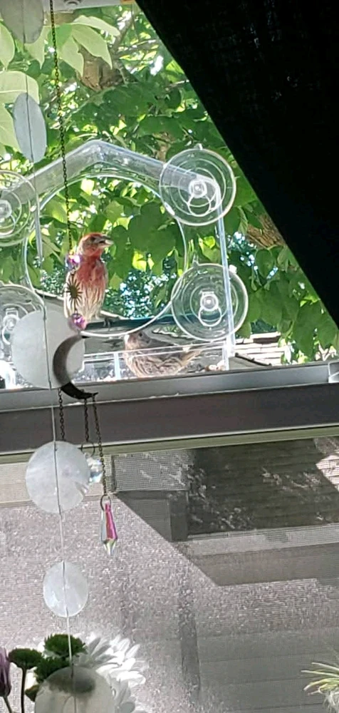 Bild eropgeluede vum Rebecca