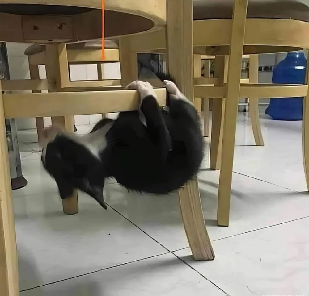 GIF аз тарафи ㄱ бор шуд