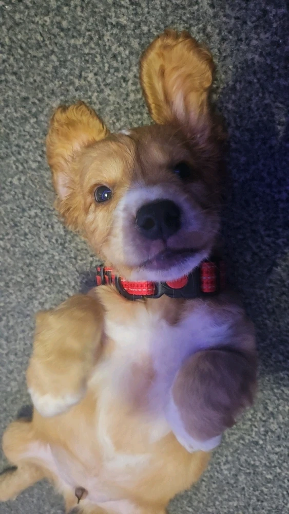 GIF uploaded by Connor