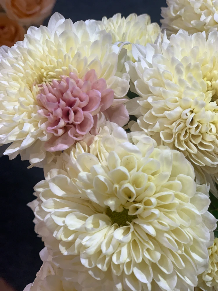 GIF อัปโหลดโดย Magnolia Daisy