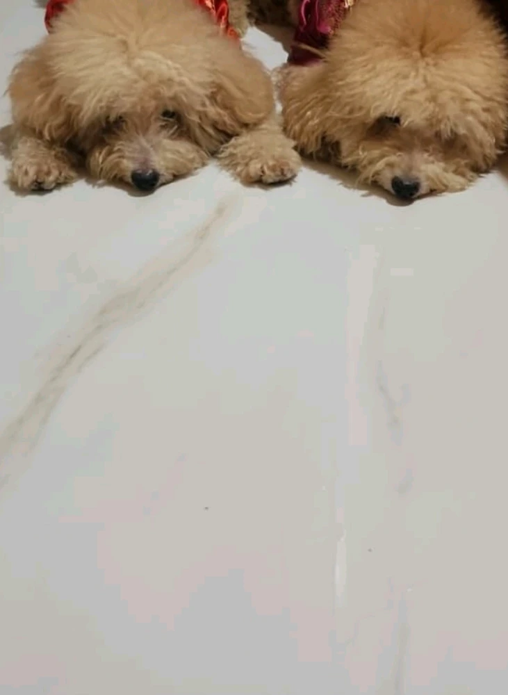 GIF uploaded by Sienna Li
